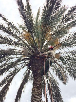 Trimming a 40 foot palm.