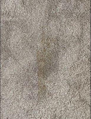 Pet stain from previous tenant