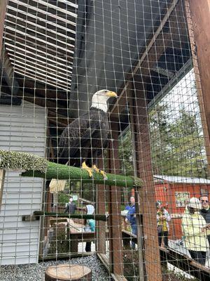 Bald Eagle at the Raptor sanctuary