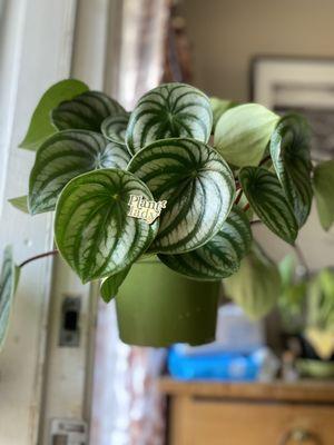 Lady Penolope of Peperomia.