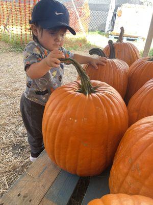 First pumpkin patch