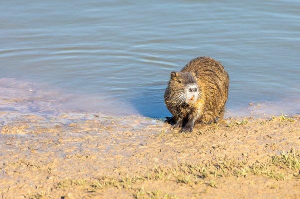 Nutria, "Swamp Rat"