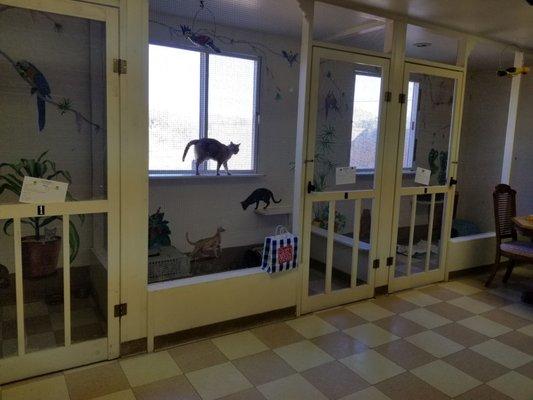 Our cat room at Camino Verde Pet Resort