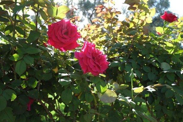 Beautiful roses outside the Mausoleum