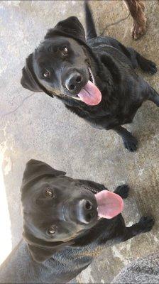 Remmie and Finn loving ball