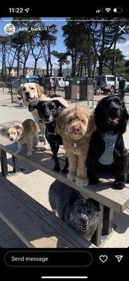 August with his little lark bark pack