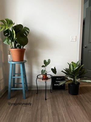 Repotted Monstera at PlantHouse