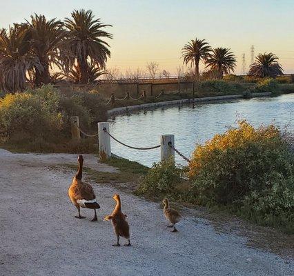 Family of geese