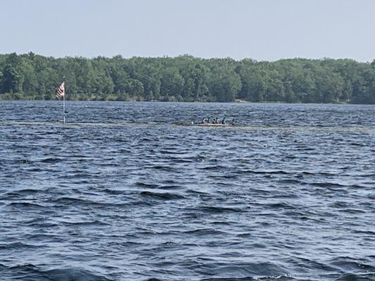 Well, it used to be an island, but with the dam, it's a hangout for a family of cormorants.