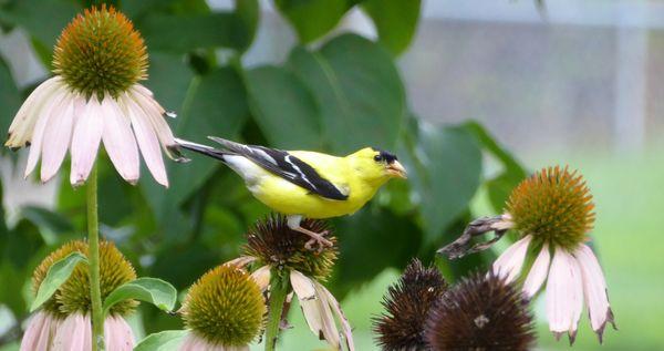 Using newly repaired Lumix Zs50, goldfinch feeding on flowers, taken while sitting on our front porch about 20 yards away in Washington, DC.