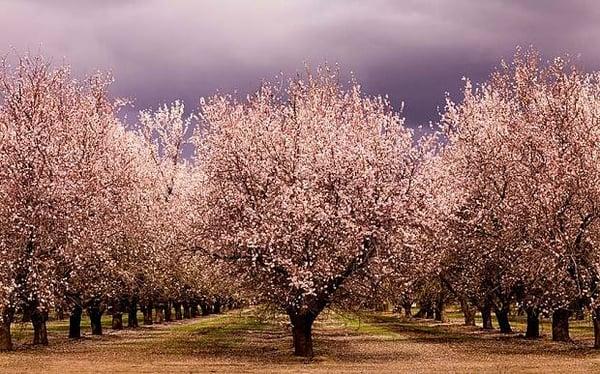 Central Valley Almond Orchard