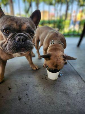 Our frenchies enjoyed nice cool water. Thank you #Brandon's