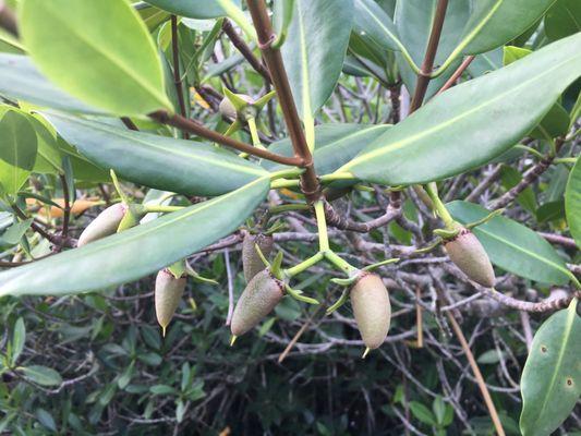 Mangrove seed pods