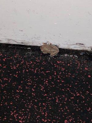 Dead frog in rink A.