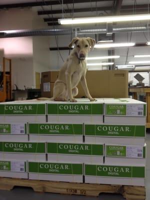 Basil, the shop dog has this pallet of paper under control!