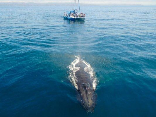 Capt. Dave's Dana Point whale watching catamaran viewing a humpback whale