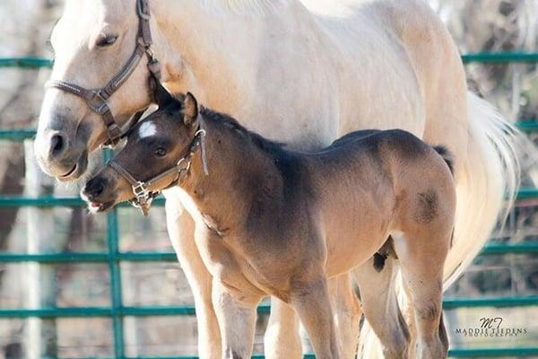 Mama willow and baby Remington, tank and Addie