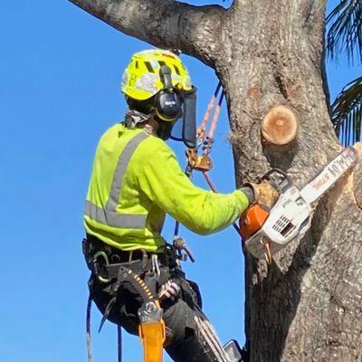 Tree Trimming Service in Miami