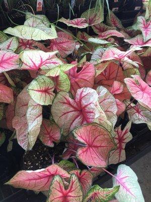 Caladiums back in June.