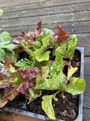 Mixed lettuce plant starts.