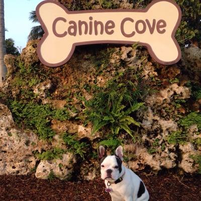 Canine Cove