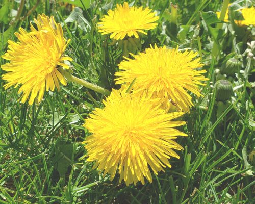 Dandelions are incredibly healing.