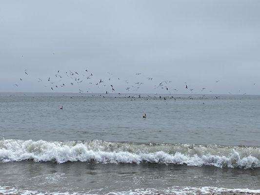 Brown pelicans