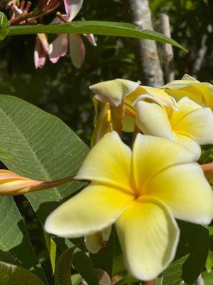 Plumeria