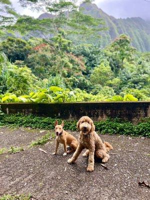 Island Dog Obedience