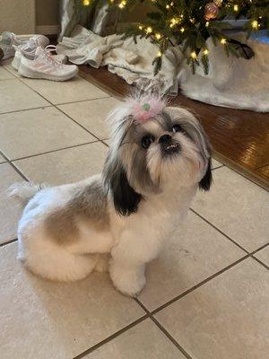 First shih tzu puppy cut