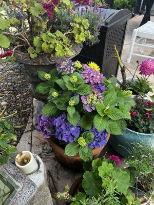 Hydrangeas