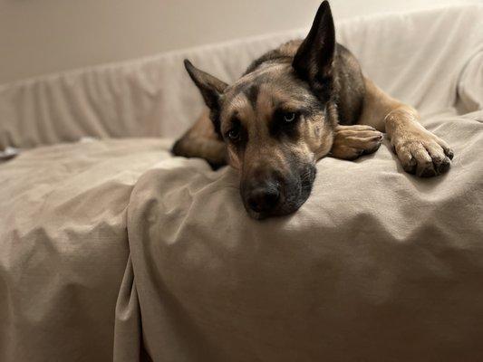 Shepsky Bubba getting some much needed rest after an eventful day of play and walks!