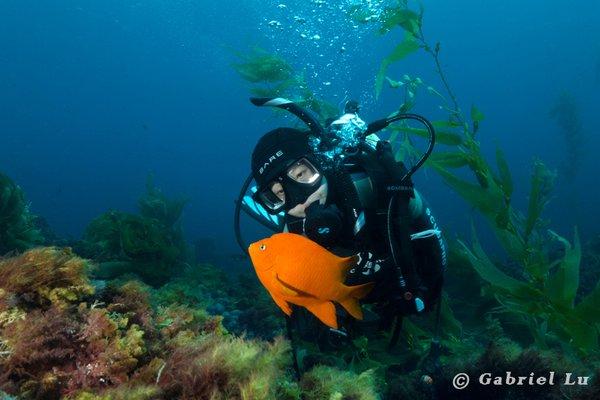 Garibaldi - California's state marine fish