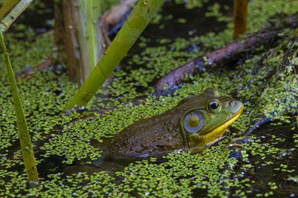 Another bullfrog in amongst the cat tails and reeds.