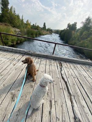 Our pups above Provo River