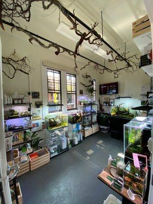 Awesome decor with the ceiling tree branches