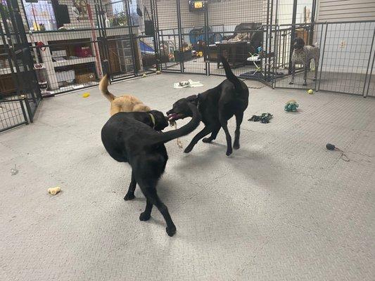 Dogs playing with rope toy