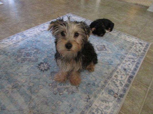 My name is Jita, I am Aurora's big Sister ... I love Navarre Animal Hospital 2! That's the peanut behind me ... Aurora.