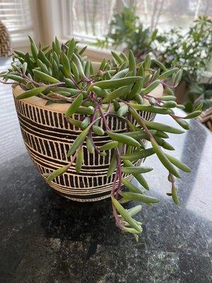 Cutest pot with succulent "Ruby Necklace'.