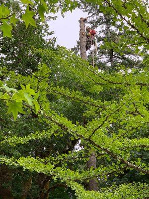 Sectioning down a large fir