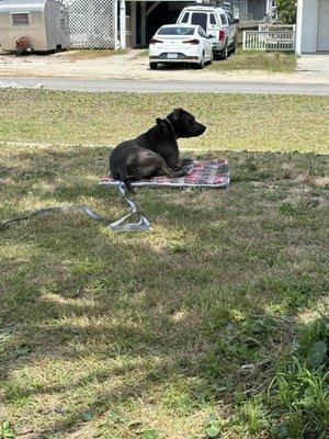 Molly staying on her "bed" in our front yard