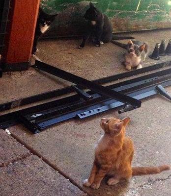 The recycling center cats.