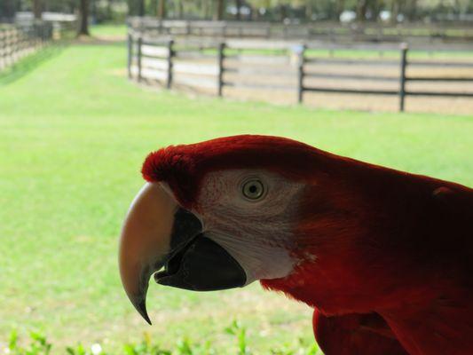 Female scarlet macaw named Wallace. Love this photo I took