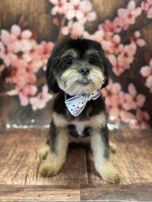 Took our Shih-poo for her first groom and couldn't be more happier with spoiled pup !!