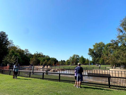 View of the pond in the big dog area