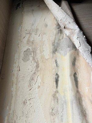 Mold behind curtains next to bed