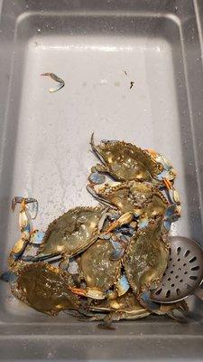 Blue live crabs $7.99 /lb