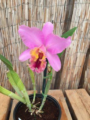 Our Cattleya Hybrid. Fragrant, unique and one of a kind. Only available here because we are the original hybridizer/propagator.