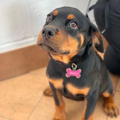 My name is Millie and I'm the sweetest Rottie ever.