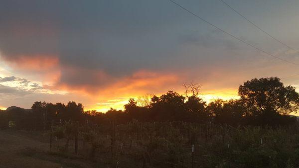 Can't beat the sunsets overlooking the vineyard